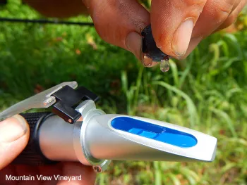 Brix meter in use (click to enlarge)