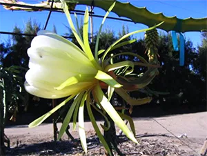 columbiana-plant-lrg