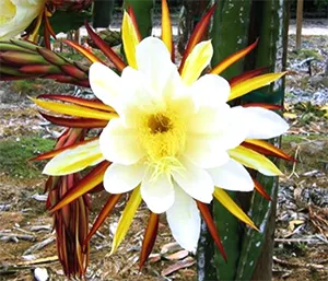 valdivia-roja-plant-lrg