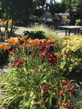 dallies in small spaces garden