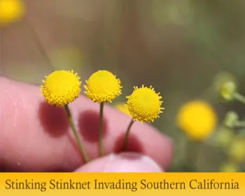 Featured-Stories-Stinknet-Banner