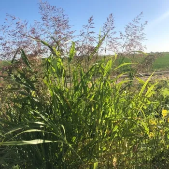 Johnsongrass, Sorghum halepense