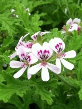 blooming citronella geranium
