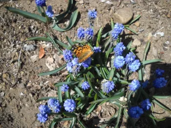 Grape hyacinths providing early nectar