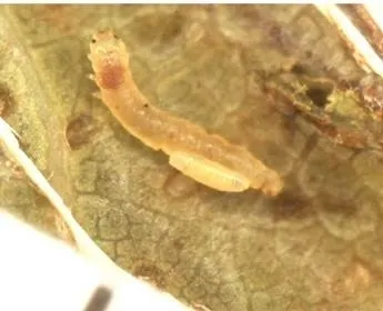 caloptilia roller parasite