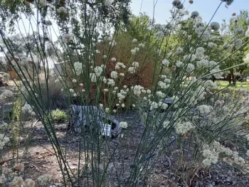 Buckwheat - E. nudum, Demonstration Garden, Laura Lukes