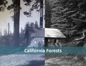 CaliforniaForests