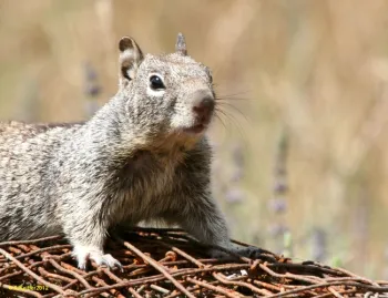 Ground squirrel