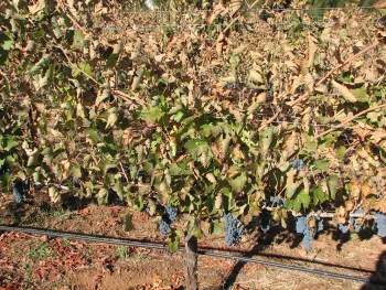 Fall Frost Damage