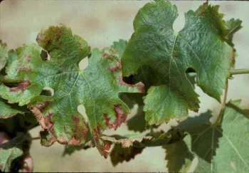 K deficiency in Cab franc