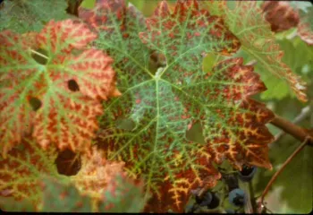 P deficiency in Cab Sauv