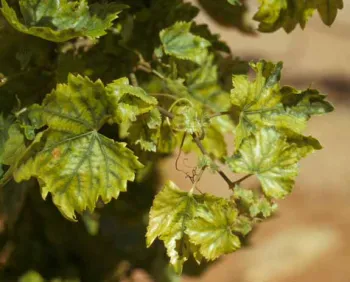 Zn deficiency (severe) in Superior Seedless