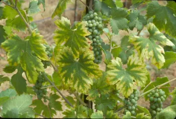 Mg deficiency in Zinfandel