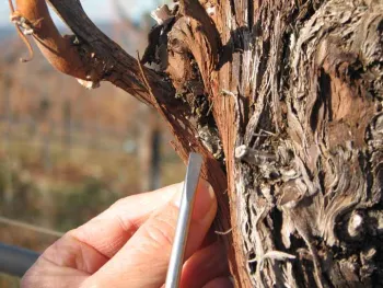 Gill's mealybug under bark in trunk