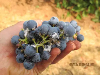 Gill's mealybug cluster damage.