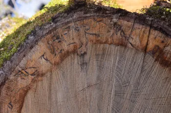 Staining in xylem with galleries. Photo by Curtis Ewing, CALFIRE