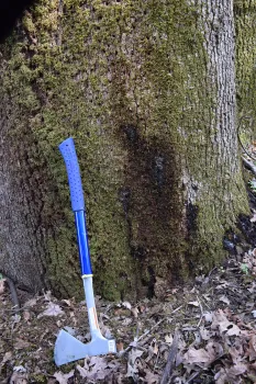 Sap flux. Photo by Curtis Ewing, CALFIRE