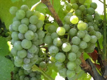 Powdery mildew on grape cluster.