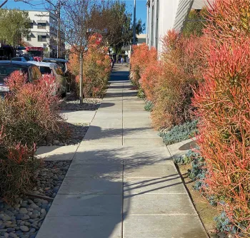 firesticks_NP_sidewalk