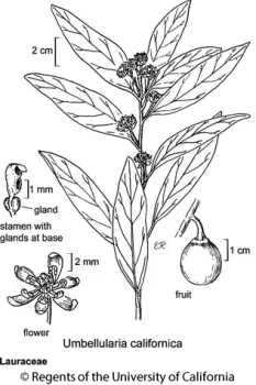 bay laurel illustation