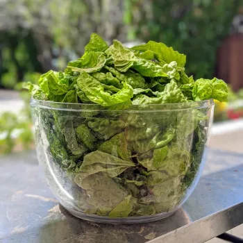 A bowl of today's lettuce-leaf basil harvest.