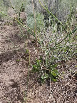 Spindly stems of a skeleton weed plant. Basal leaves look similar to a dandelion or chicory.