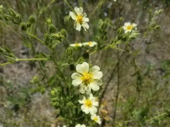 Sulfur cinquefoil's light yellow flower