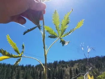 Palmately compound leaf of sulfur cinquefoil