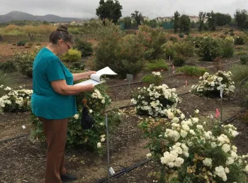 Evaluating new plant varieties with low water use requirements.