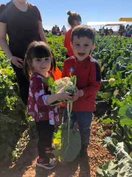 2 kids harvesting cauliflower at the 2020 Farm to Preschool Festival at the University of California Desert Research and Extension Center