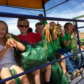 Students harvesting colored carrots at Farm Smart