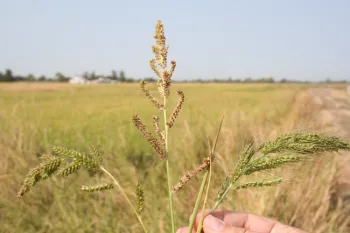 Watergrass panicles, from left to right: late watergrass, barnyardgrass, early watergrass. (Photo credit: Luis Espino, UCANR).