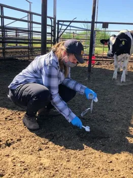 Livestock Advisor Brooke Latack as she collects fresh cattle manure samples.