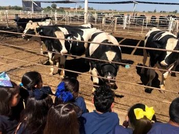 Students visiting the feedlot during a school field trip