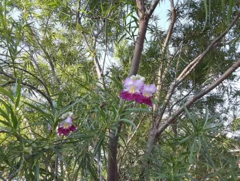 Desert willow has long, slender leaves and beautiful blossoms, Laura Lukes
