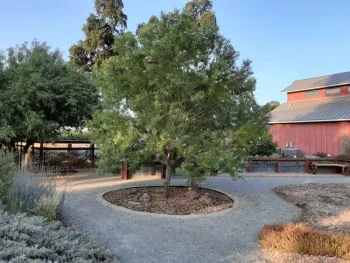 Desert willow is a small landscape tree, Laura Lukes