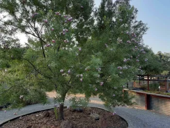 Desert willow provides some shade, Laura Lukes