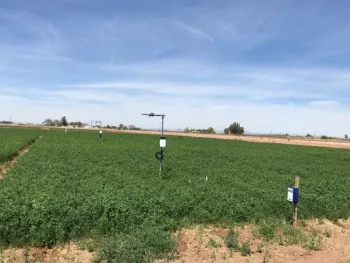 Alfalfa trial