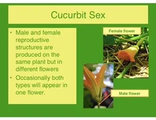 Cucurbit sex - Male flowers now not necessary!