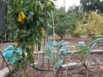 Kale protected by pepper, J. Alosi