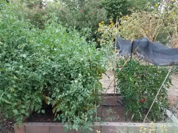 Companions-tomatoes and shaded peppers, J. Alosi