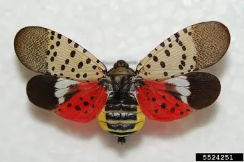 Figure 1. Adult spotted lanternfly with wings spread