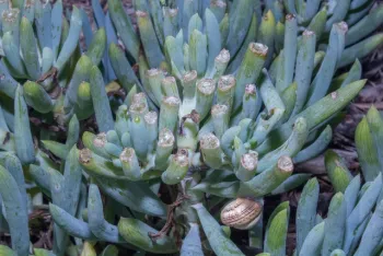 Figure 2. Feeding white garden snails truncated the tips of <i>Senecio serpens</i>. (Credit: DR Hodel)