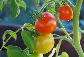 Cherry tomatoes. (Piqsels.com)