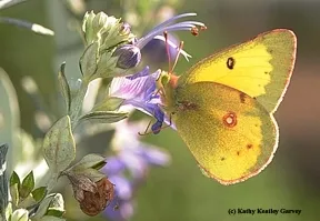 The orange sulphur or alfalfa butterfly (Colias eurytheme). (Photo by Kathy Keatley Garvey)