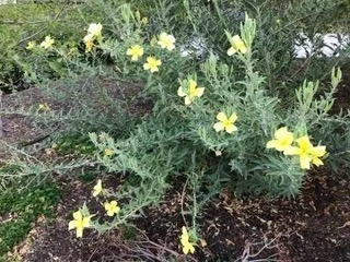 Gallery of native plants in Betty's home garden.