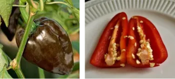 Left: Step 1: Ripening pepper; Right: Step 2: Removing seeds from pepper