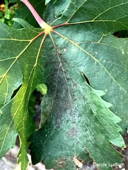 Scarring from an old infection (click to enlarge)