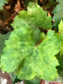 Yellow blotching (click to enlarge)