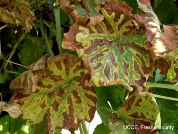 Tiger striping (click to enlarge)